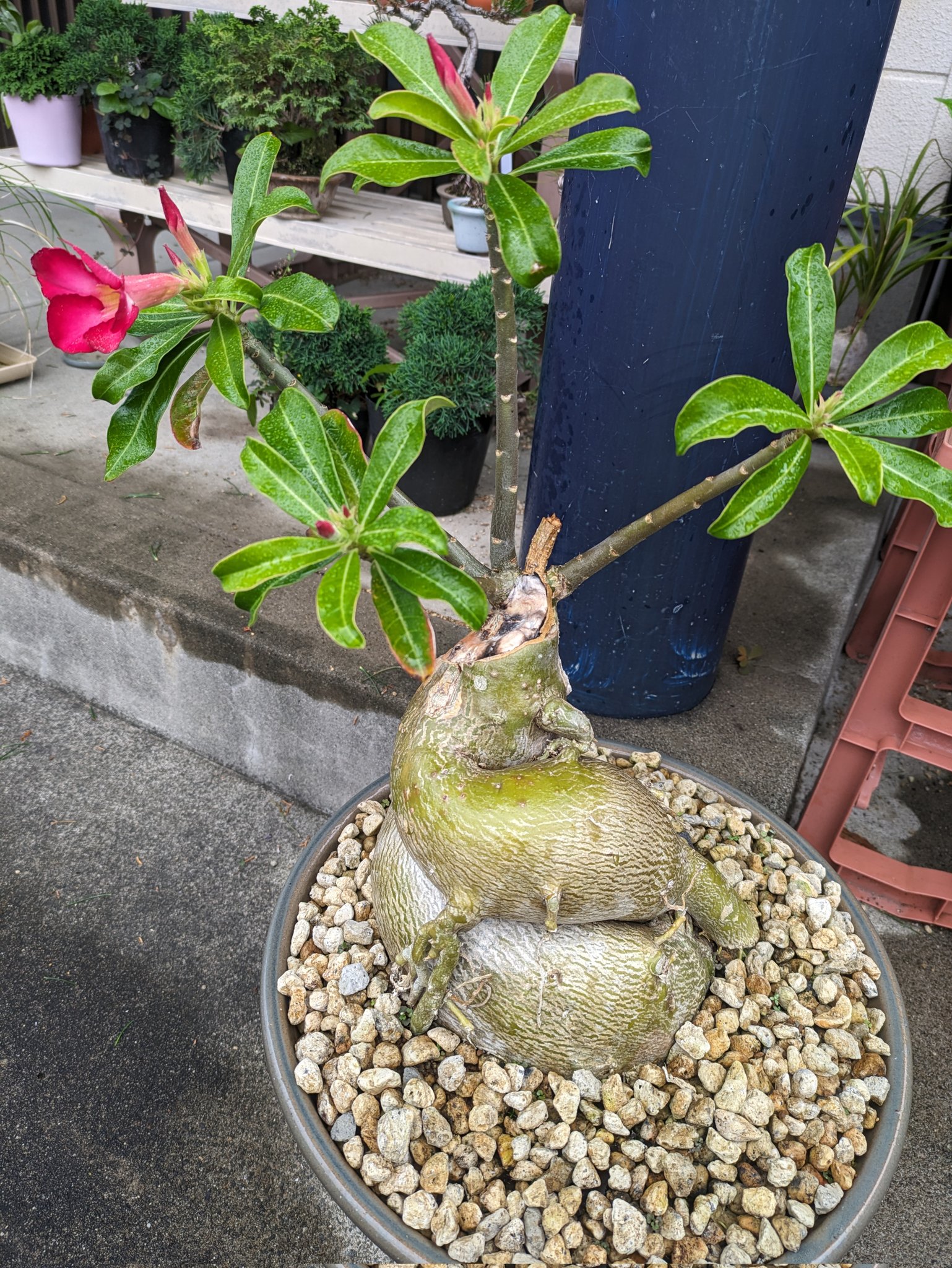 油彩画 アデニウム アデニウム - Search / X