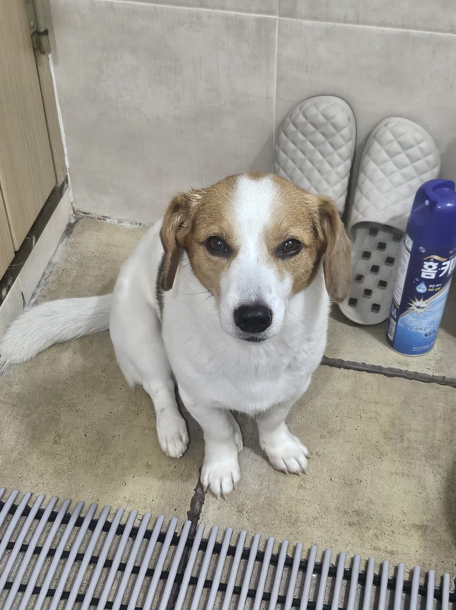 화장실에 데리고 오면 갑자기 세상에서 제일 불쌍한 표정을 짓는 강아지