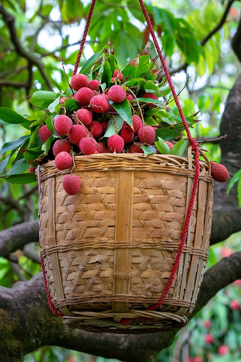 HolaFujian's tweet image. 🌳In Fujian, this ancient #lychee tree, over 940 years old, still produces thousands of kilograms of lychees annually! During the Northern Song Dynasty (960-1127), Xu Duo from #Putian planted this tree after achieving the top scholar title, hence it is also known as “Zhuangyuan
