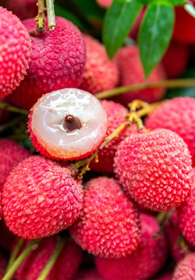 HolaFujian's tweet image. 🌳In Fujian, this ancient #lychee tree, over 940 years old, still produces thousands of kilograms of lychees annually! During the Northern Song Dynasty (960-1127), Xu Duo from #Putian planted this tree after achieving the top scholar title, hence it is also known as “Zhuangyuan