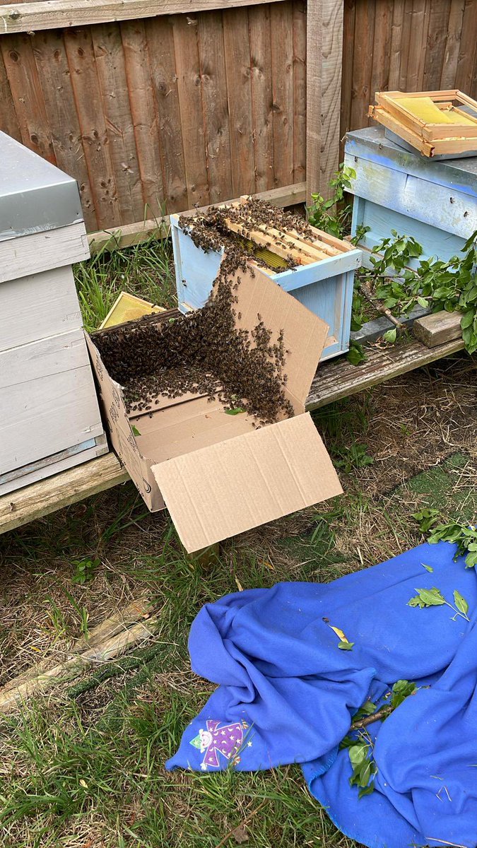 MowmacreHillPrimary (@mowmacrehill) on Twitter photo Today our PO had a lovely surprise - a new Queen has hatched and persuaded half the colony to find a new home. Mrs Peacock was on hand to help guide them to their new hive - Welcome to your new home ๐๐๐ <a href="/Discoverytrust/">Discovery Trust</a> <a href="/PaulSto84906513/">Paul Stone</a> Today our PO had a lovely surprise - a new Queen has hatched and persuaded half the colony to find a new home. Mrs Peacock was on hand to help guide them to their new hive - Welcome to your new home ๐๐๐ <a href="/Discoverytrust/">Discovery Trust</a> <a href="/PaulSto84906513/">Paul Stone</a>