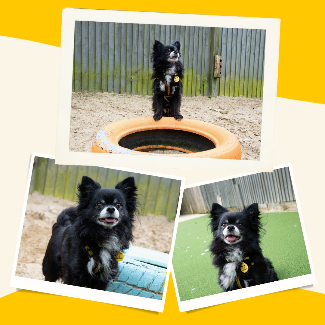 DT_Shoreham's tweet photo. Sooty is our #DogOfTheWeek 💙
About Sooty:
He is a smooth coat Chihuahua cross
He is 7 years old
He enjoys a quiet walk
He loves a fuss once he’s built his confidence
He gives a paw for a treat 🐾
Could you be Sooty’s #PawfectMatch? Head to our website apply. https://t.co/4BLoARqsmL