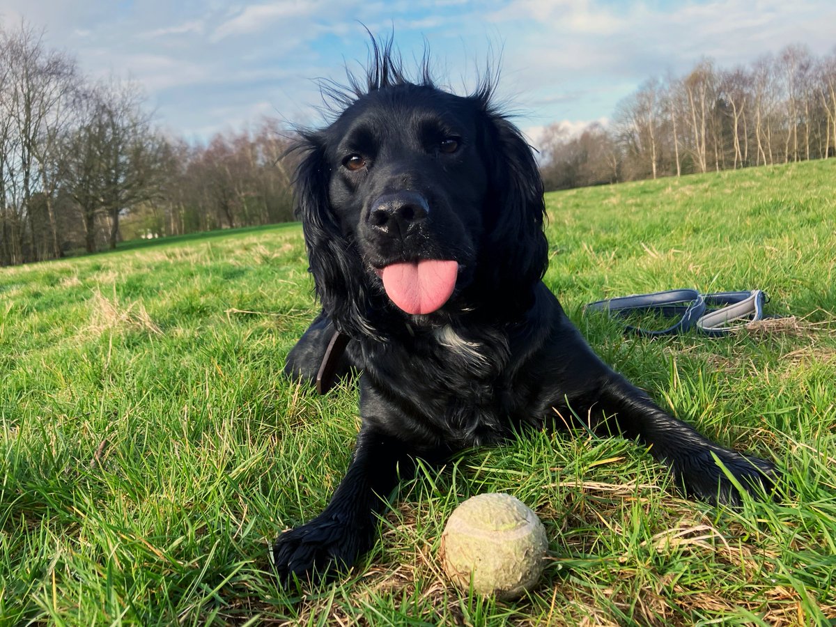 It's a dogs duty and Daisy was up bright and early for it.

Too bright - you can hardly see her outside the gates with the sun shining!

So here she is at the field, enjoying a well earned game of fetch #dogsatpollingstations