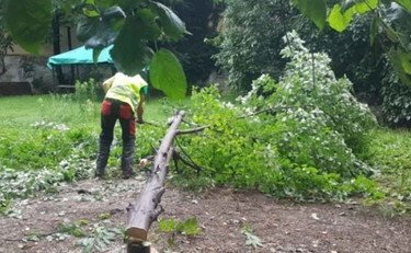 Secchicandi2's tweet image. #maledetti 😤
Milano, Comune ordina abbattimento degli alberi del Giardino di via Scaldasole

🔗 liberoquotidiano.it/news/general/3…