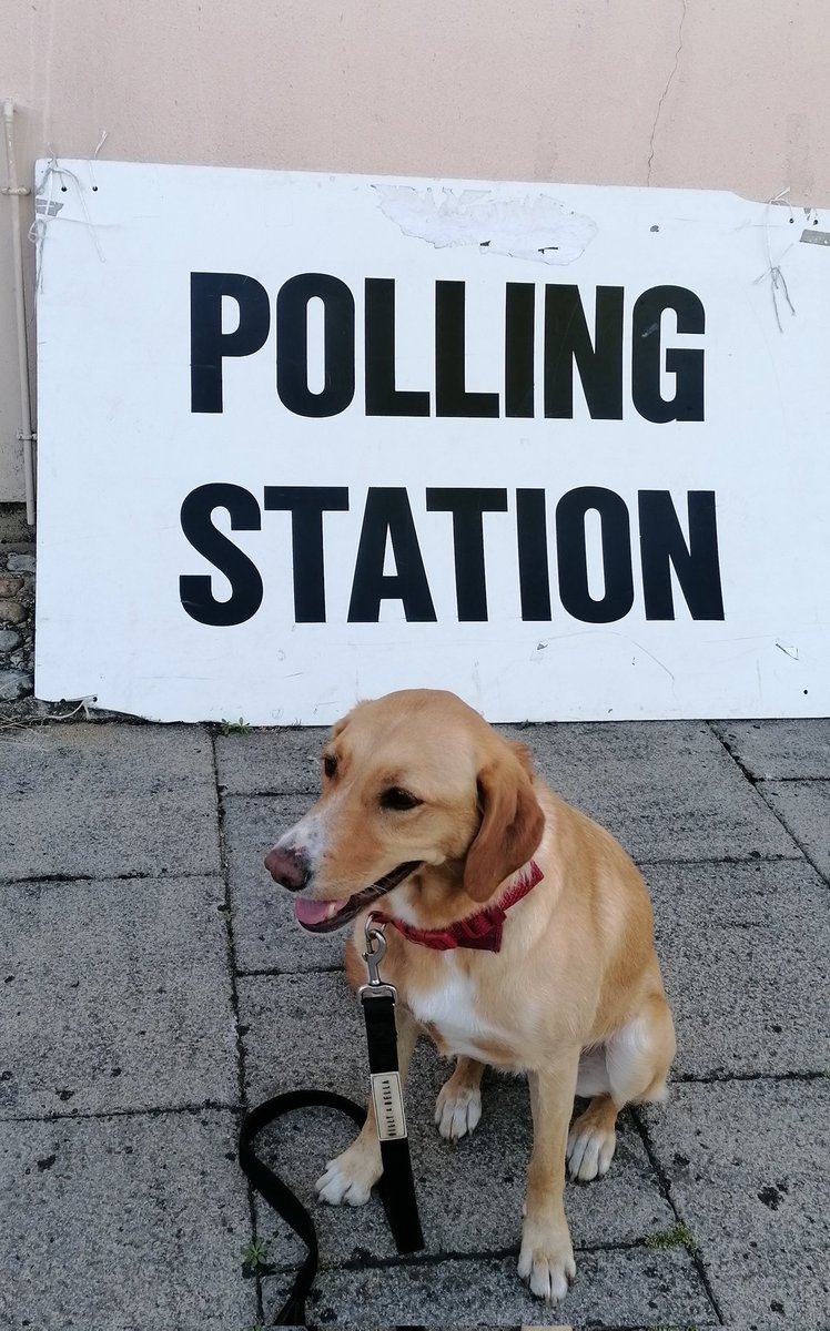 LucyJDavis43's tweet photo. Scout #dogsatpollingstations https://t.co/M4fv9A1hfM