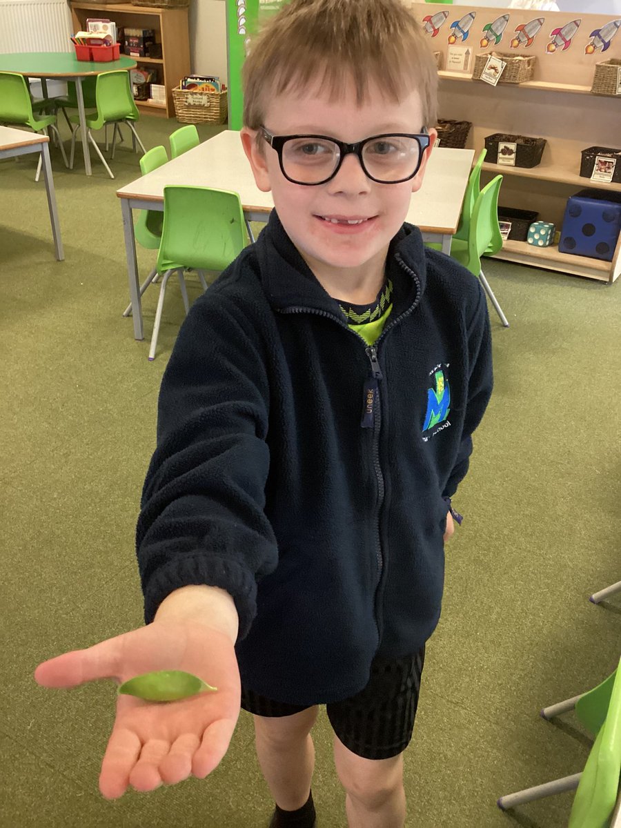 So proud of Rowan! He’s grown his seed from our RHS Bridgewater trip and brought in his first pea pod to show his classmates…#expertgardener #determination 🌱🫛