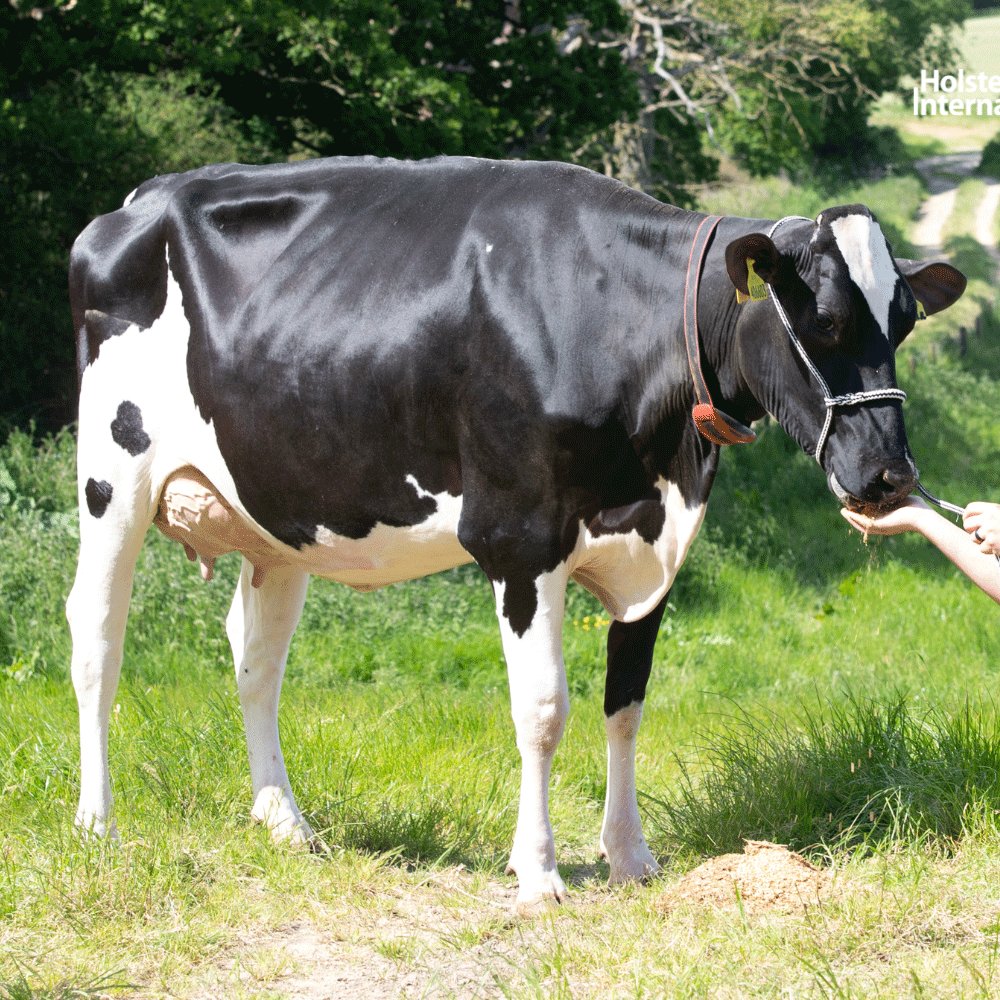 Holstein International tweet media