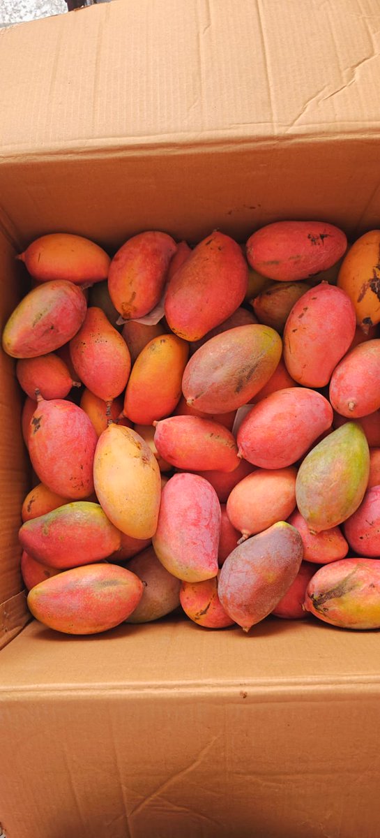 KakoliKaks's tweet photo. Mango Arunima 🥭 #Mangoseason #Mangofever https://t.co/dnECZZoqXt
