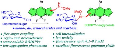 Biomat_ICTP's tweet photo. Chemoselective reaction of methoxyaminomethyl BODIPYs with unprotected carbohydrates: a powerful tool for accessing BODIPY neoglycosides -  https://t.co/mJt5mpmSvY 
@CIBERBBN @IQOG_CSIC @ictp_promocion @CSICdivulga @ucccenquior @susplast @Nanomed_CSIC https://t.co/v849iMGj3D