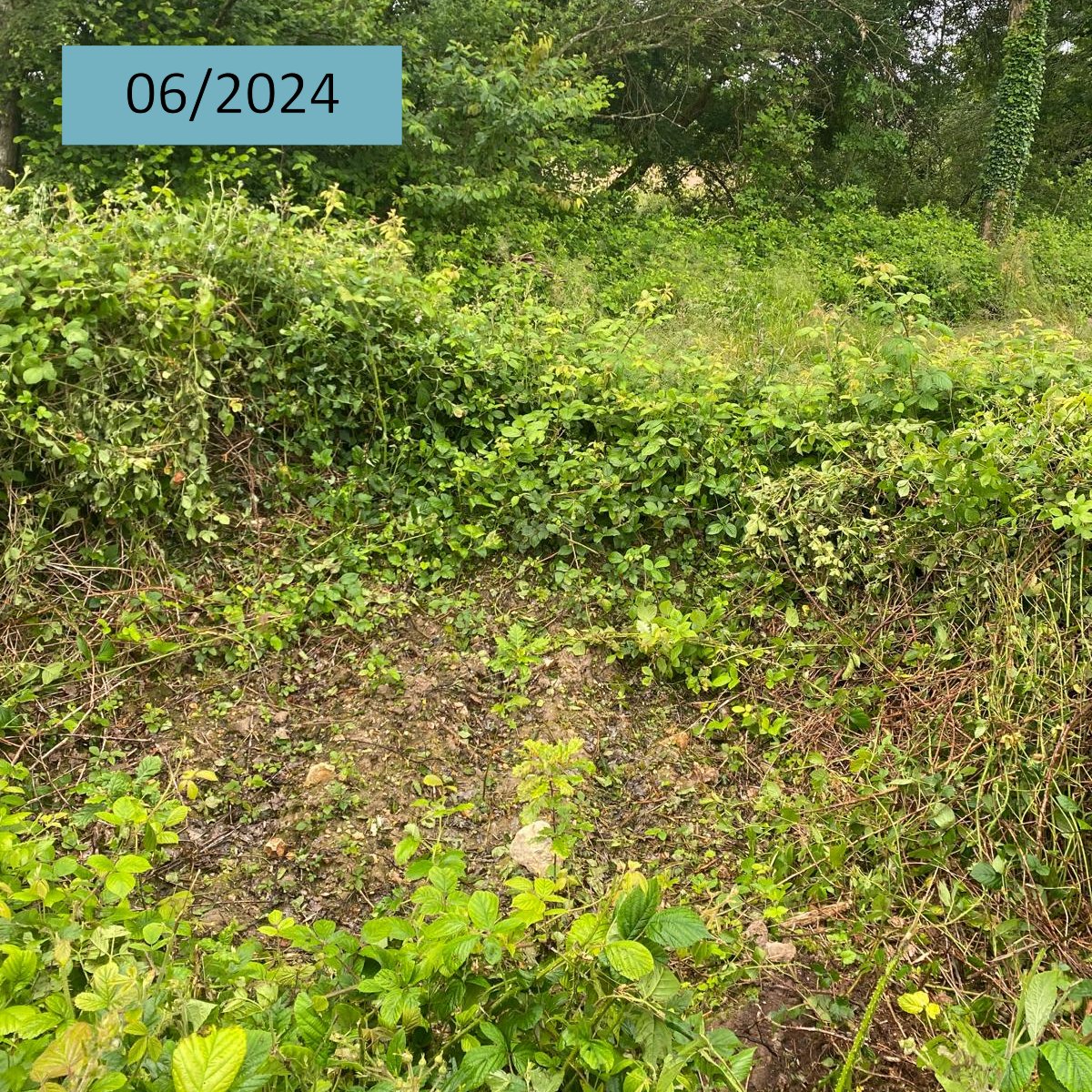 AssoDuramen's tweet photo. A l'hiver 2023-24, Duramen a contribué au reboisement d'un peuplement de Pins sylvestres dépérissants de 3,7 ha à Champrond en Gâtine (28), via des mesures compensatoires au défrichement. Plus de 2500 arbres ont été plantés : Chênes sessiles, Sequoia, Tilleuls, Cormiers... https://t.co/dtlLlmCvkJ