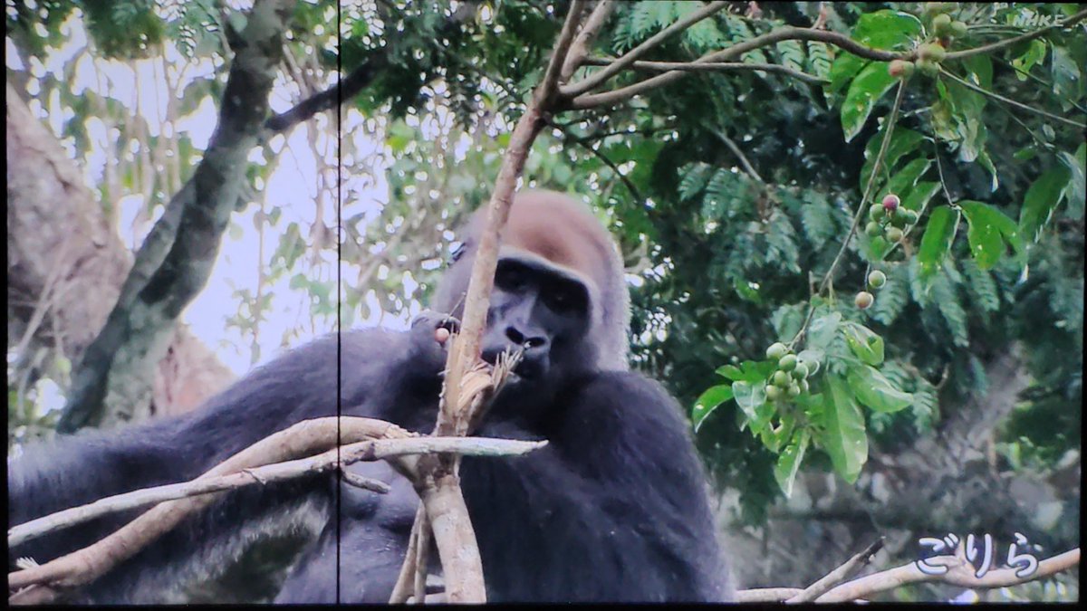 #おかあさんといっしょ 今日の生き物 ゴリラ🦍
