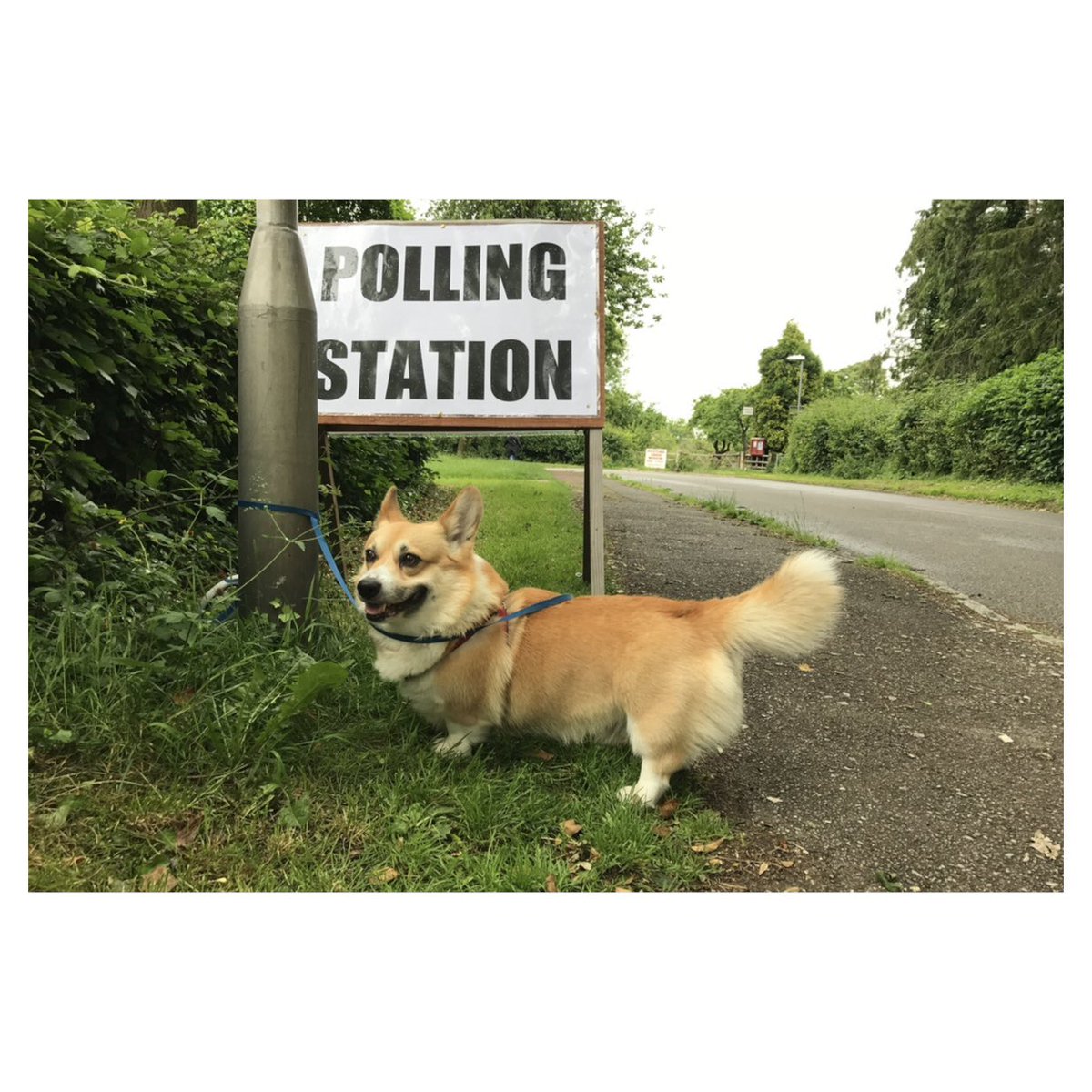 Leo anxiously awaits the outcome.

#Elections2024 #GE24 
#DogsatPollingStations