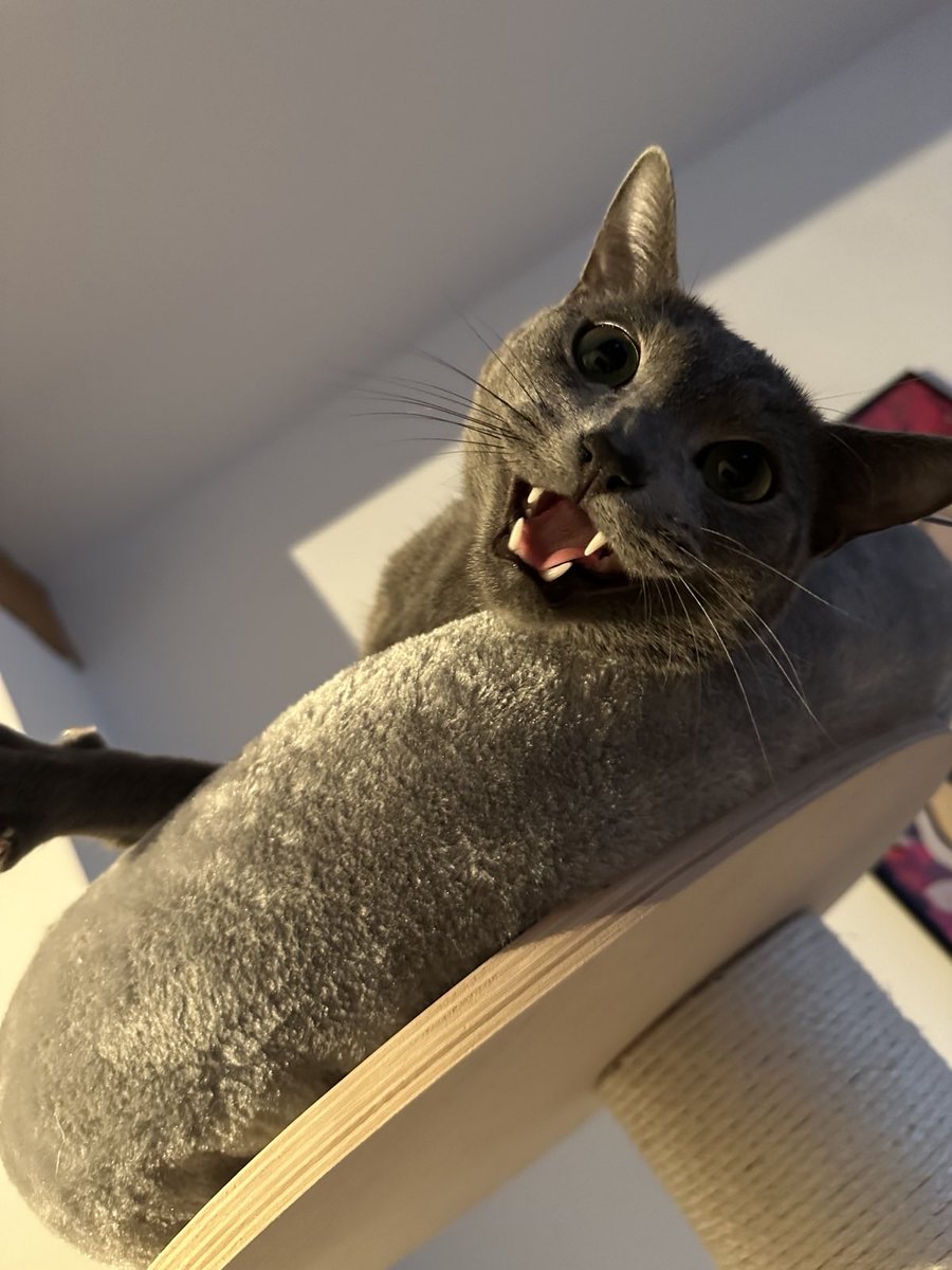 paddepadde's tweet photo. @BitcoinDebbi @Hodlcat21 @KanutoTakumi @cercatrova_21 @SiriusLightning GM GM
Miauz genau! #ringoffur https://t.co/DlMeRnybhR