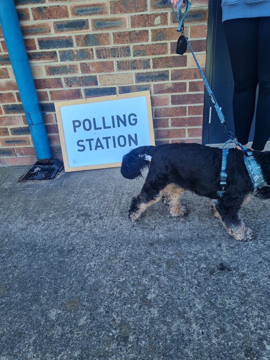 CeliaJoyMason's tweet photo. Chester is uninterested in a photo shoot and is keen to get on with the important job of putting a cross in that box 🐶 ✖️ 🐾 #DogsAtPollingStations #darlington @VotingDogs https://t.co/DqqR2d1zuj