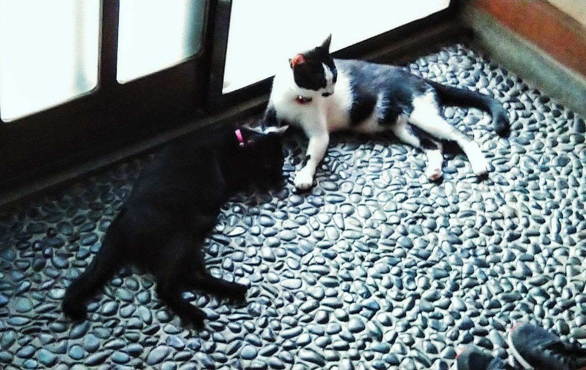 kuro0021's tweet photo. エアコンよりここがいい
#石土間
#ねこのいる暮らし
#ねこのいる生活
#黒猫同盟
This is better than the air conditioner
#stonefloor
#lifewithcats
#blackcatclub
#kuronekoclub https://t.co/ITVwDdlxzT