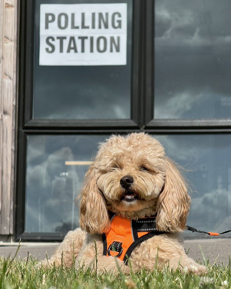 WaggyBoops's tweet photo. Polling stations get a whole lot cuter with dogs around! 😍 Simba knows the impawtance of voting and is ready to make his bark heard. What about you? Paws up if you're voting today 🐾🗳️🐶😊

#dogsatpollingstations #dogsatpollingstations2024 #generalelectionUK #waggyboops https://t.co/GzA5UyeDd0