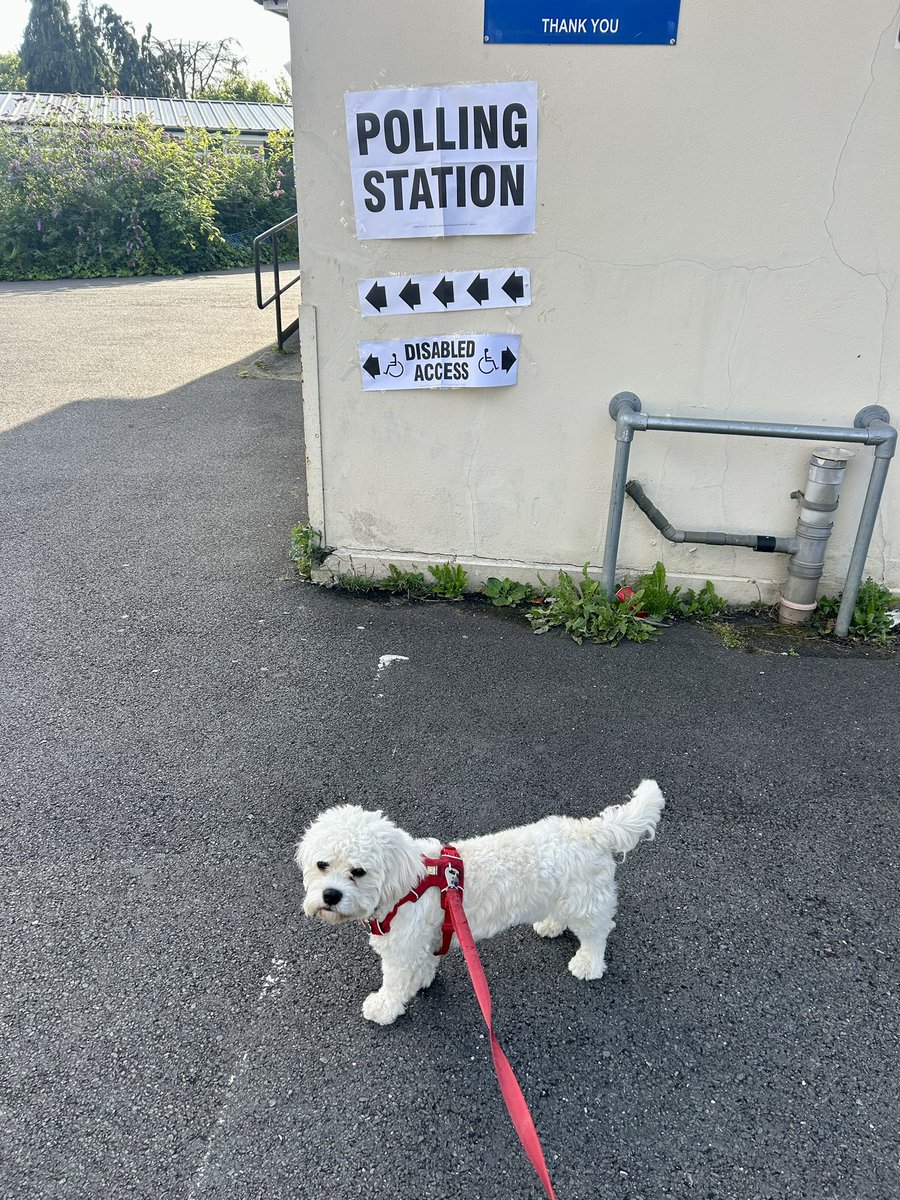 SteffiThomas92's tweet photo. Sparky’s first general election ❤️ @VotingDogs #dogsatpollingstations https://t.co/OhXb8zkom2
