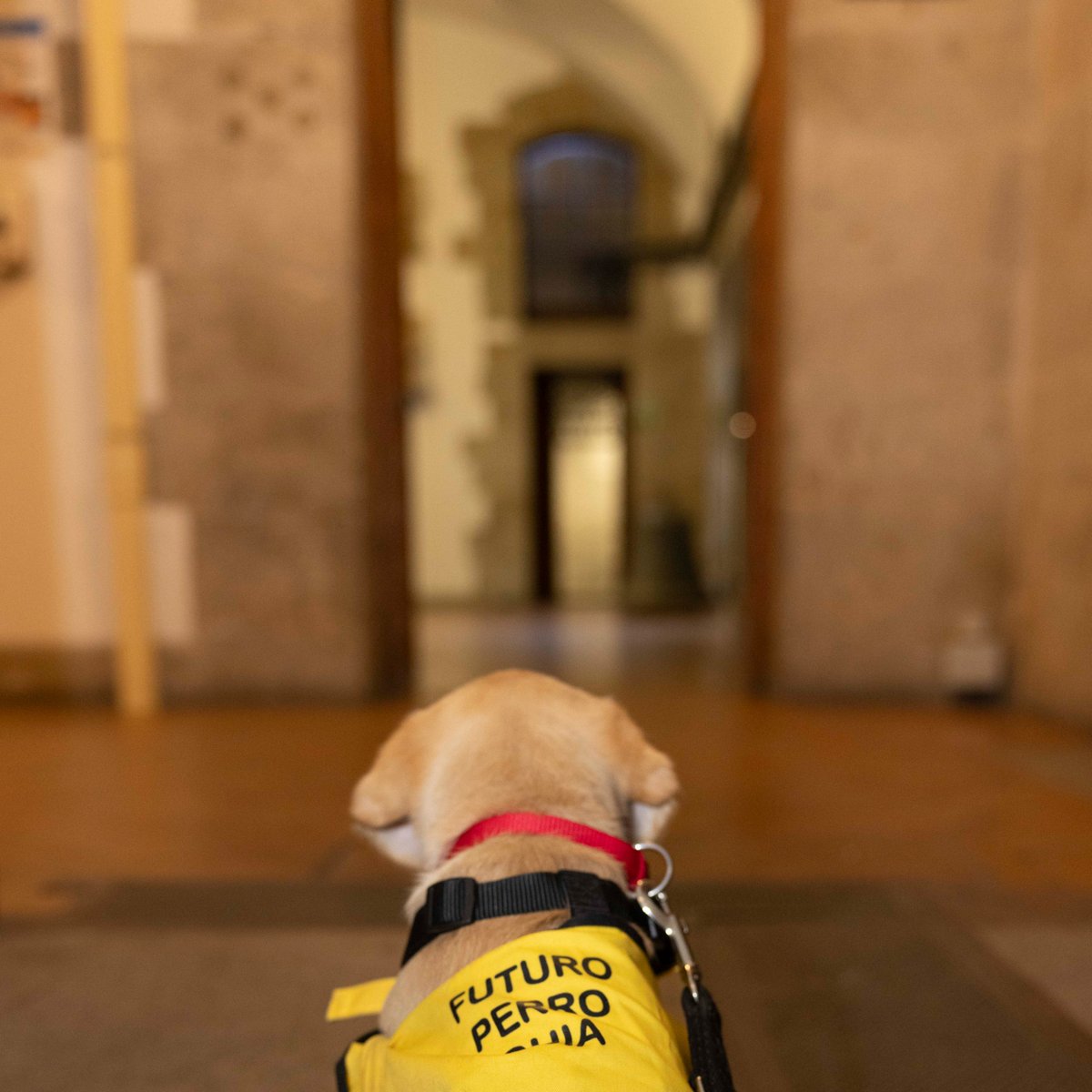 Un nuevo aprendiz 🐶 ha llegado al #PalacioReal.

Nos acompaña en el Dpto. de Comunicación donde está desarrollando un gran olfato periodístico.

Si tú también quieres ayudar a que un cachorro aprenda las habilidades sociales que le permitan ser un 🦮contacta con <a href="/ONCE_oficial/">ONCE</a> ❤️