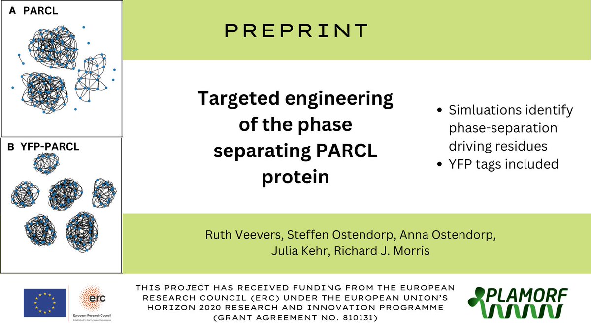📢Another PLAMORF #PREPRINT is out! 

➡️Targeted engineering of the phase separating PARCL Protein ⬅️
biorxiv.org/content/10.110… 
#plantsci #simulation #development #RNA #condensate #ERCSyG #modelling