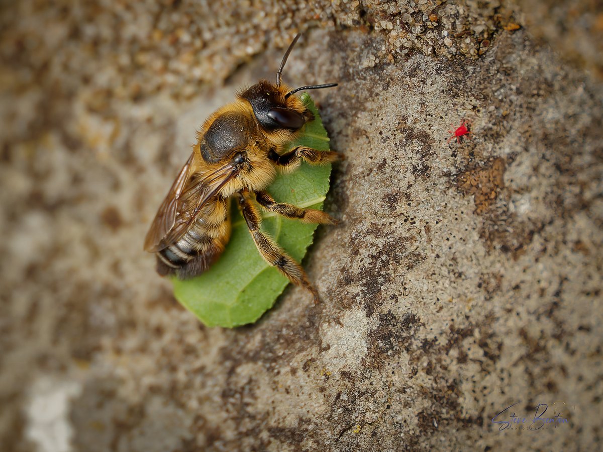 bentos1368's tweet photo. Has been nice to do some proper macro sessions in the last week or two.....   This is a new species for me, a Leaf Cutter Bee nesting in tiny holes in the wall at Kidwelly Quay, Carmarthenshire..... @WTSWW @RSPBCymru @BBCSpringwatch @WildlifeMag #BBCWildlifePOTD #leafcutterbee https://t.co/bwcjZRvLrD