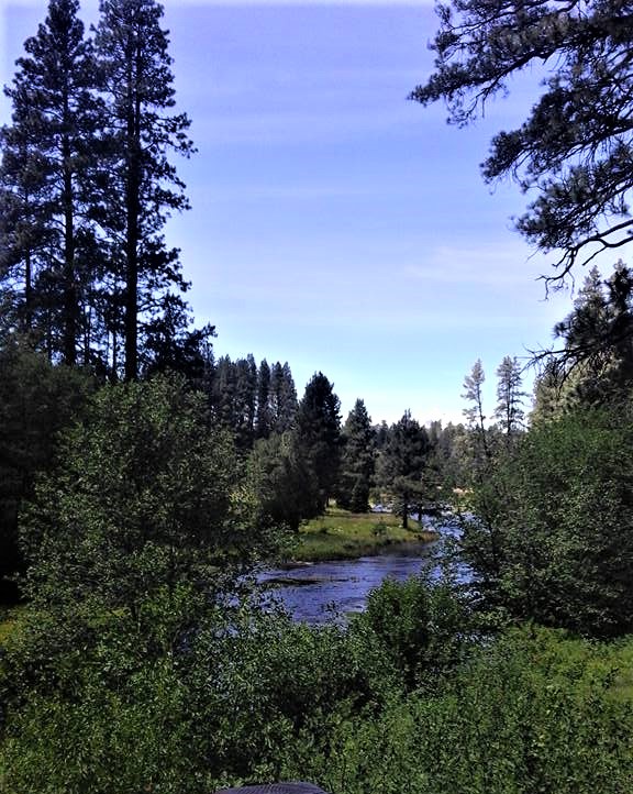 Greenisamissio1's tweet photo. Forests have a healthy influence on us. Not only do trees filter our air, the sight of a tree lowers our stress level. The air in a coniferous forest is particularly germ-free and even anti-inflammatory due to the many essential oils they emit - comparable to a natural antibiotic https://t.co/30xJ7zbt3V