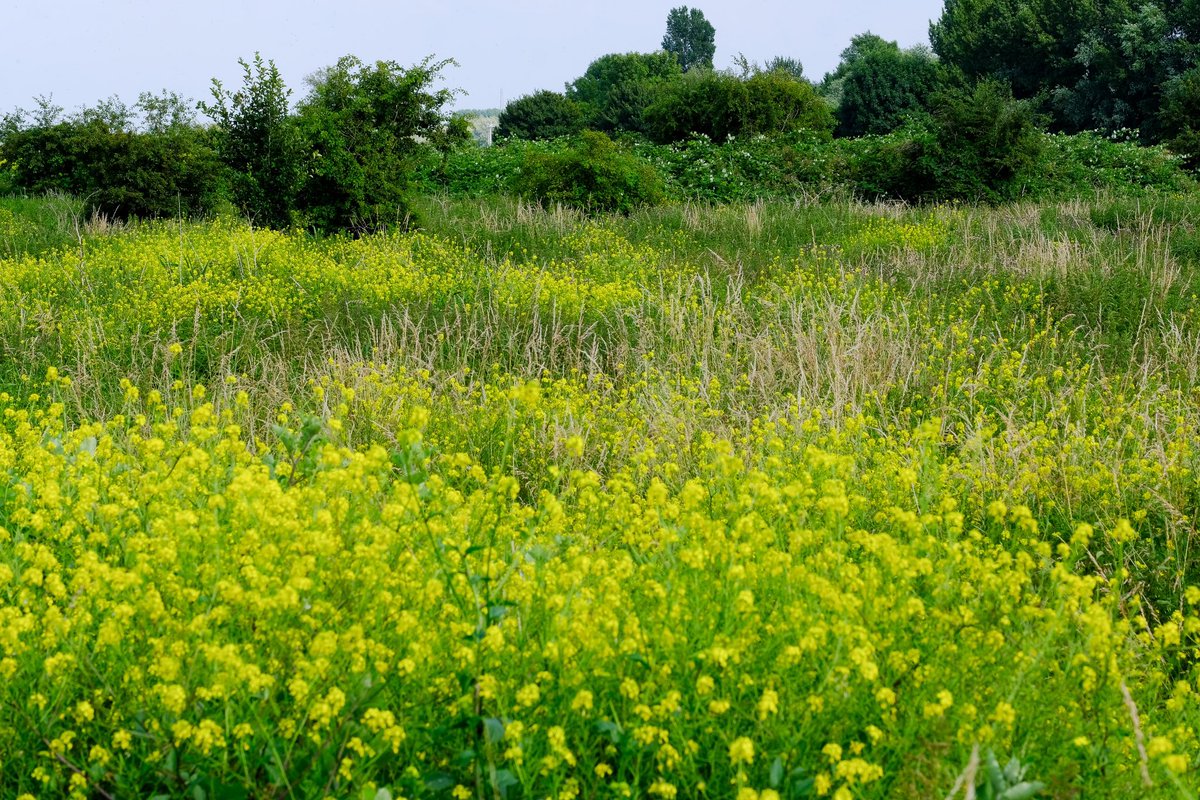 Een bijzondere waarneming op De Staart: tussen het bloeiende herik vond onze kuddebeheerder de zeldzame koolzwarte zandbij. 🐝 🐂🌼 freenature.nl/nl/nieuws/2024…