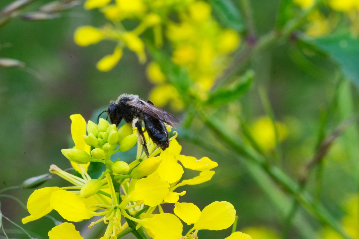 FREE Nature tweet media