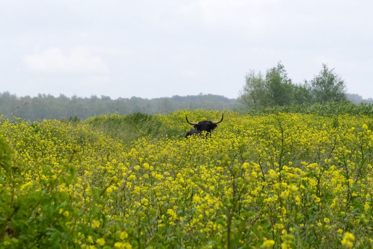 FREE Nature tweet media