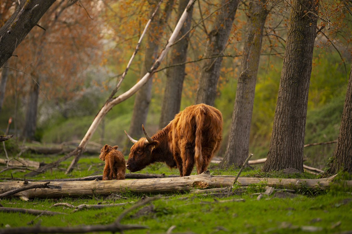 Het #jaarverslag 2023 is nu op onze website te lezen! Blik met ons terug op een jaar waarin ieder seizoen weer nieuwe avonturen én uitdagingen opleverde. 🐂🌱 freenature.nl/nl/nieuws/2024…