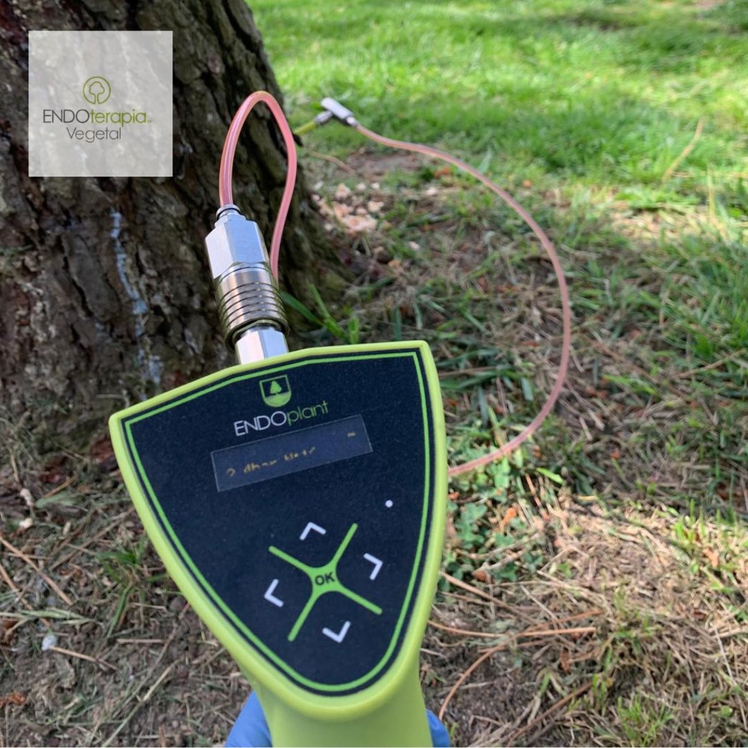 Seguimos con los tratamientos contra Tomicus.

 Nos estamos encontrando con daños muy severos a nivel de copa.

 Si observais ramilletes agujereados tened mucho cuidado, significa que el tomicus está presente.
#endoterapia #endoterapiavegetal #tomicus