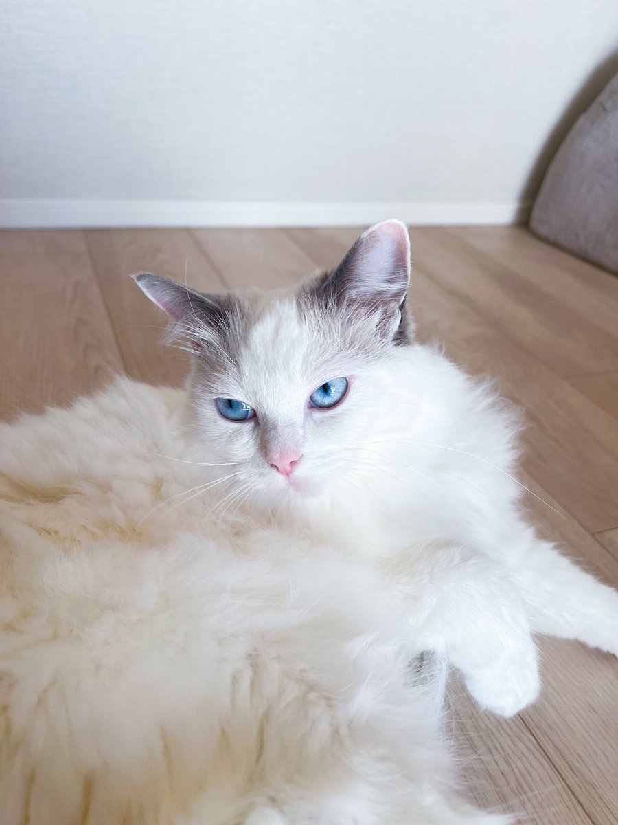 temmie20221224's tweet photo. 2024.02.24。
ベロをしまい忘れた猫。
#day428 #ベロをしまい忘れる #猫のいる暮らし #テミー #temmie https://t.co/z20TREv9Wm