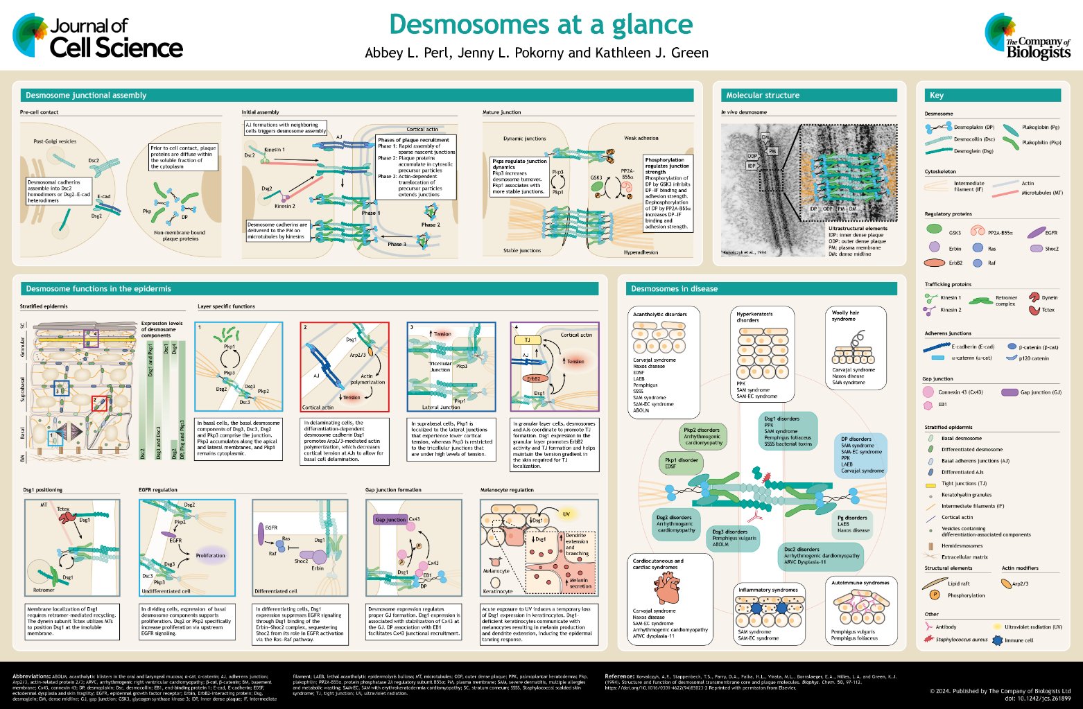 J Cell Science on X: &ldquo;Also in Issue 12: - Research Highlights on 