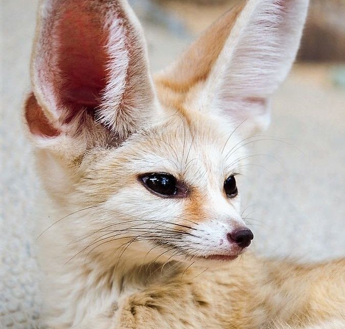 Daily David Tennant as a Fennec Fox tweet media