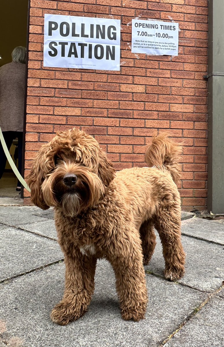 Billie hoping for a new (red) dawn.  #DogsAtPollingStations #VoteThemOut