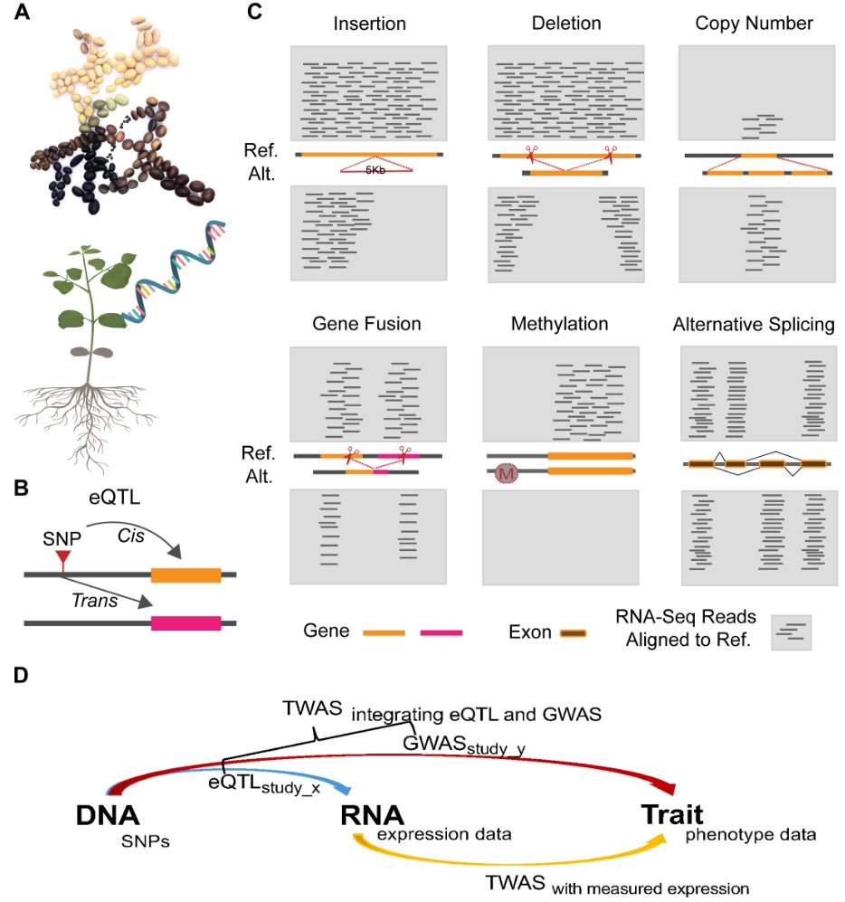 TWAS facilitates gene-scale trait genetic dissection through gene expression, structural variations, and alternative splicing in soybean #research #PlantCommunications cell.com/plant-communic…