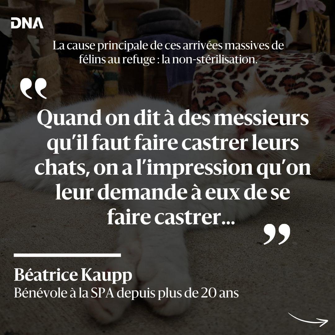 dnatweets's tweet photo. Le refuge de la Société protectrice des animaux (SPA) de Haguenau affiche complet depuis environ un mois pour les chats. L’une des principales causes reste la non-stérilisation.
Lire l'article sur https://t.co/nHruB1mDg4.
#spa #haguenau #alsace #basrhin #basrhin67 #chat #chaton https://t.co/g0R5S0soNR