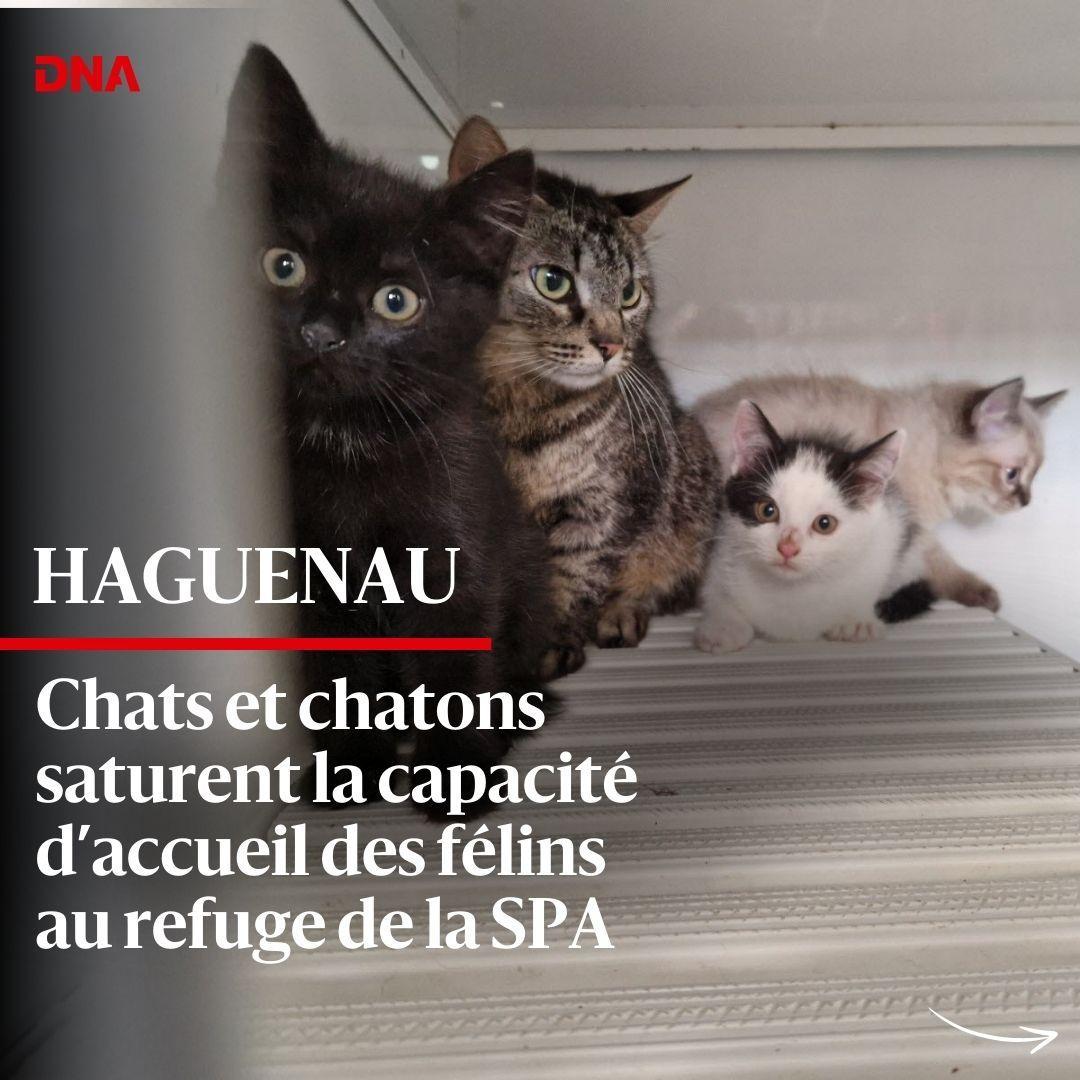 dnatweets's tweet photo. Le refuge de la Société protectrice des animaux (SPA) de Haguenau affiche complet depuis environ un mois pour les chats. L’une des principales causes reste la non-stérilisation.
Lire l'article sur https://t.co/nHruB1mDg4.
#spa #haguenau #alsace #basrhin #basrhin67 #chat #chaton https://t.co/g0R5S0soNR