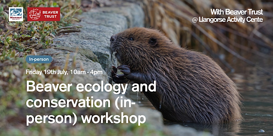 Welsh Beaver Project (@beaverafanc) on Twitter photo Beaver Ecology & Conservation Workshop <a href="/llangorsemac/">Llangorse Multi Act</a> on Friday 19th July with the <a href="/BeaverTrust/">Beaver Trust</a> and <a href="/Mammal_Society/">Mammal Society</a>.
The one-day workshop will provide a comprehensive exploration of the Eurasian beaver and their return to Britain.
Booking required 👇eventbrite.co.uk/e/beaver-ecolo… Beaver Ecology & Conservation Workshop <a href="/llangorsemac/">Llangorse Multi Act</a> on Friday 19th July with the <a href="/BeaverTrust/">Beaver Trust</a> and <a href="/Mammal_Society/">Mammal Society</a>.
The one-day workshop will provide a comprehensive exploration of the Eurasian beaver and their return to Britain.
Booking required 👇eventbrite.co.uk/e/beaver-ecolo…