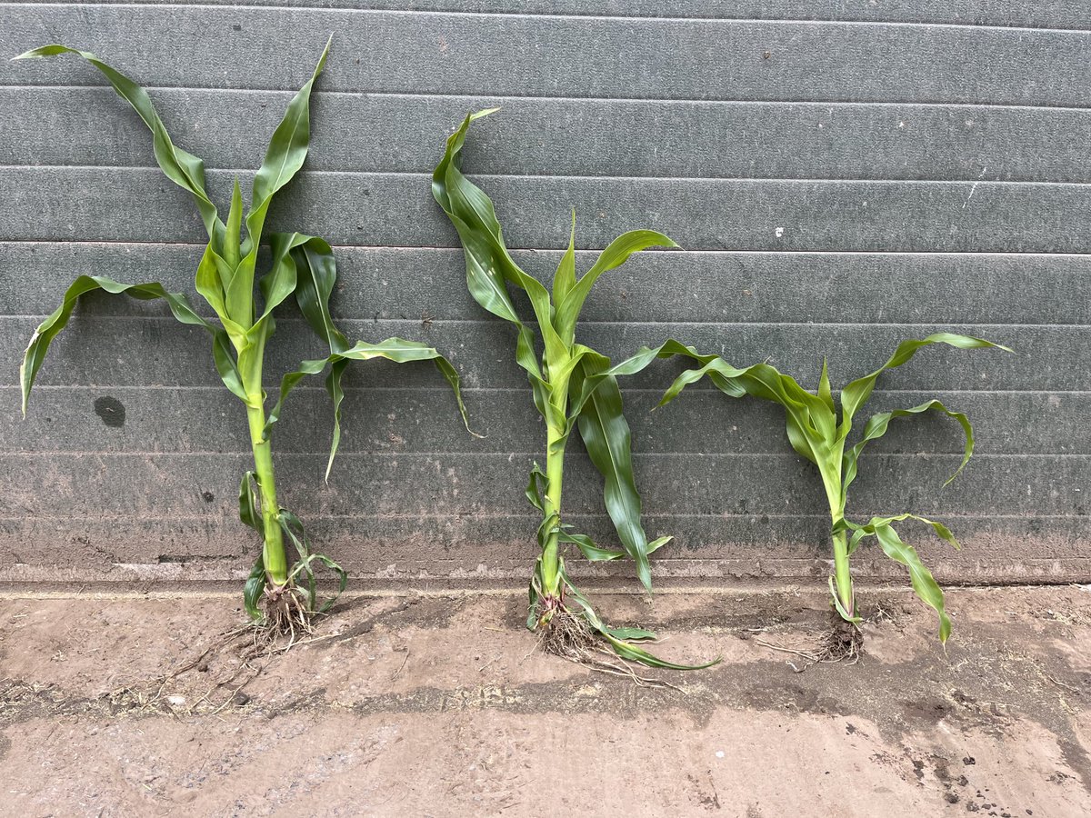 Jim Clark tweet media