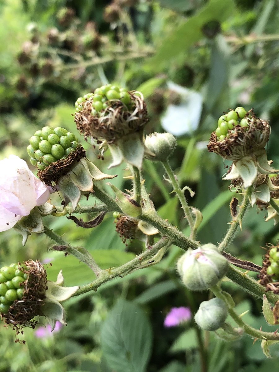 Mrs NL 💙 tweet media