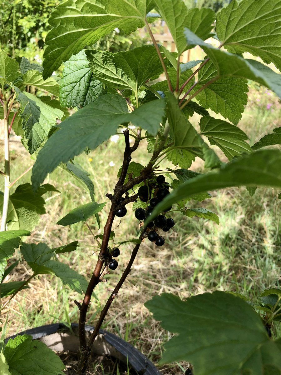 Mrs NL 💙 tweet media