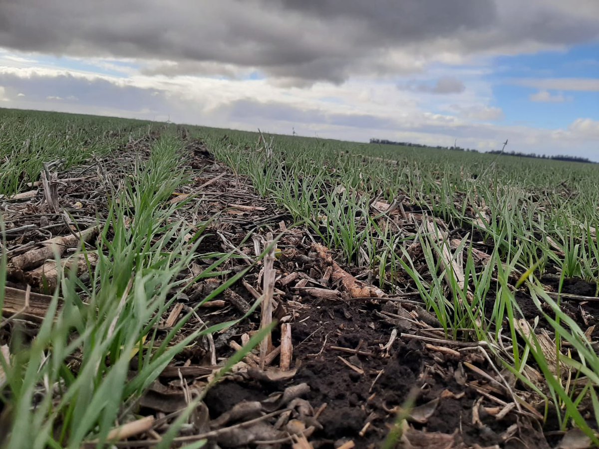 Aleferretti tweet media