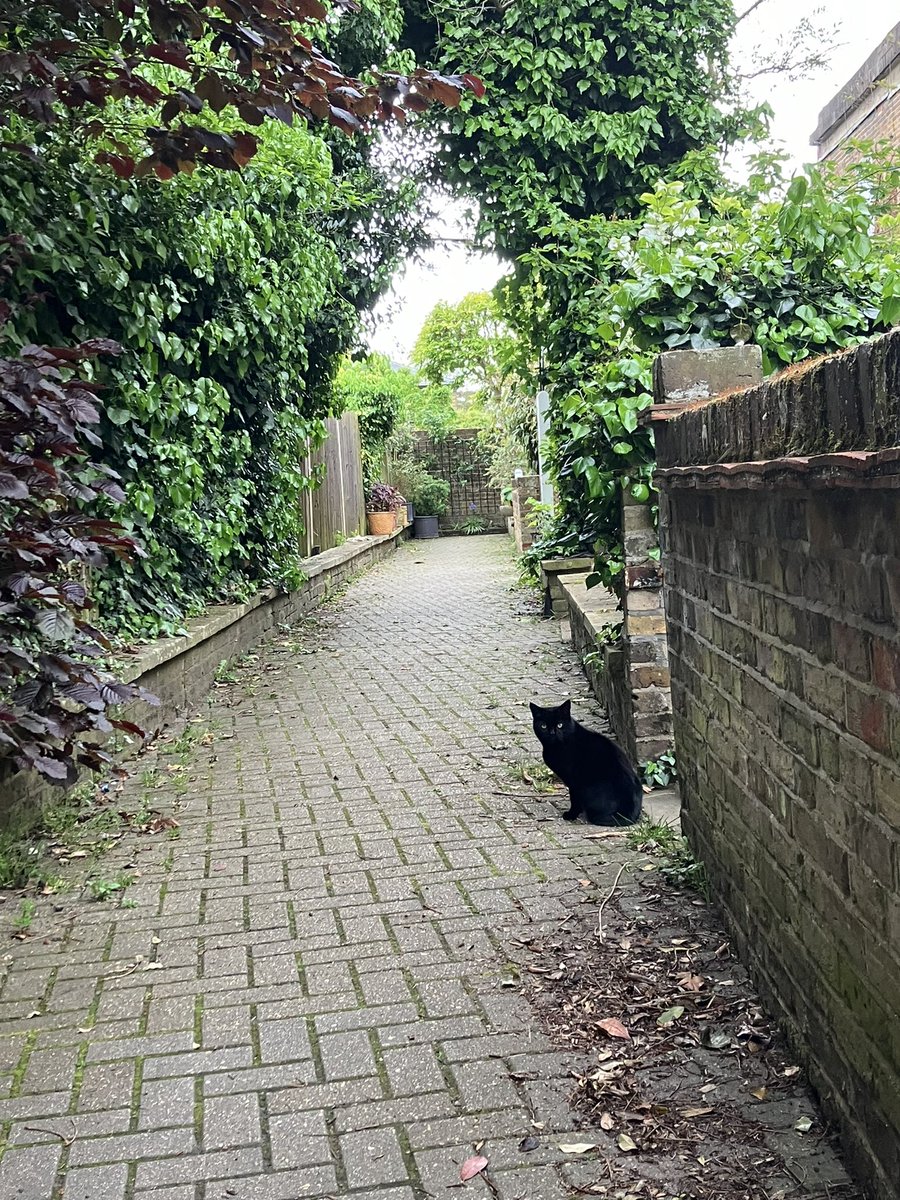 LetsWindsor's tweet photo. #LetsWindsor #Cats Lets Windsor Visit Stay https://t.co/0QwhXwIzyQ #CatsofTwitter #CatsofX 🐈 🐈⬛ #CatsofWindsor https://t.co/TRcBN7n3Vg