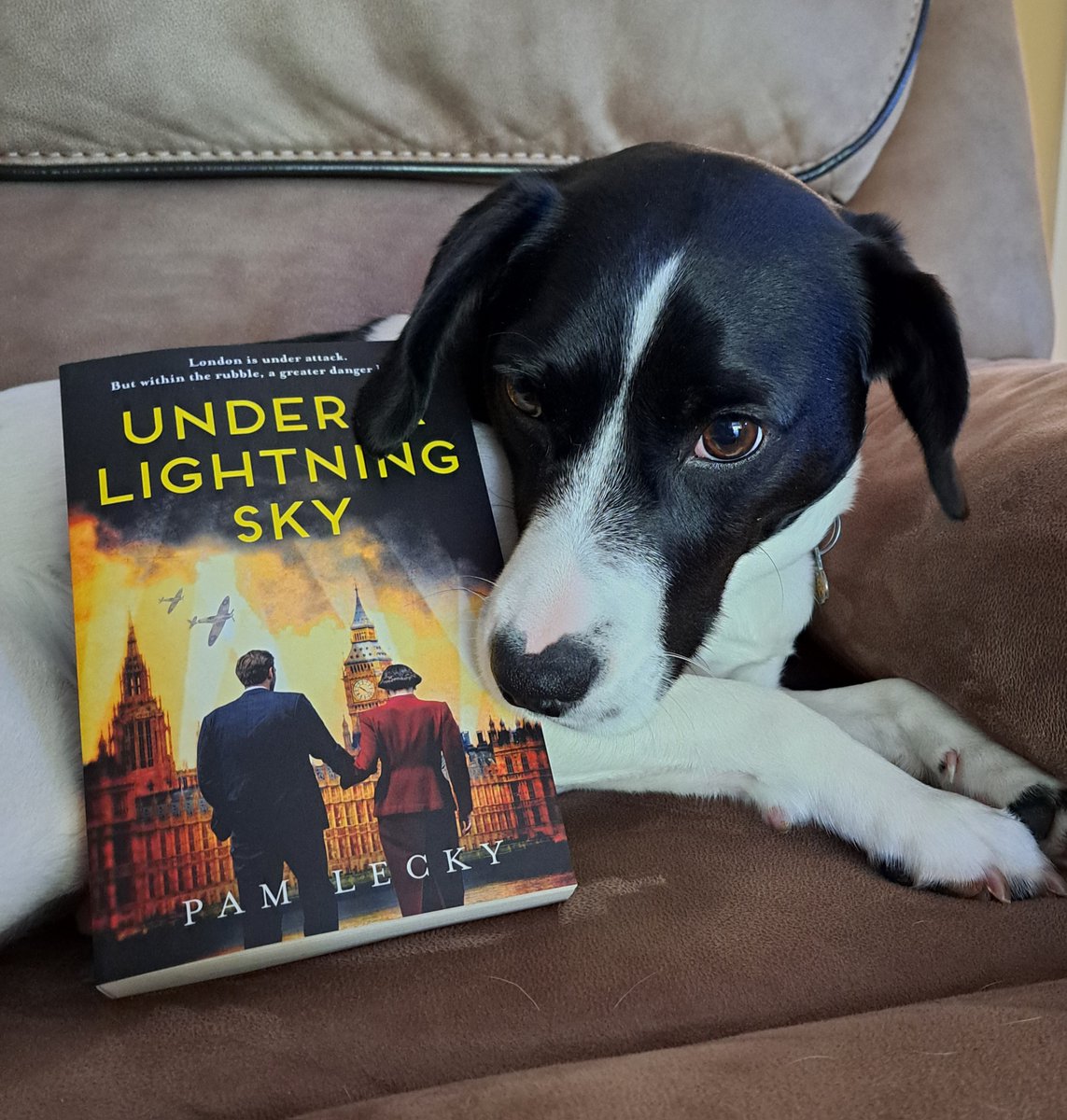 SLALondon's tweet photo. Happy publication day to @pamlecky 
for UNDER A LIGHTNING SKY! 🥳Congratulations to
@avonbooksuk, @HarperCollinsUK and @theresecoen!! 🎊 

#dogsatpollingstations #dogswithbooks 🐶📚 https://t.co/jjD0F6lFUt