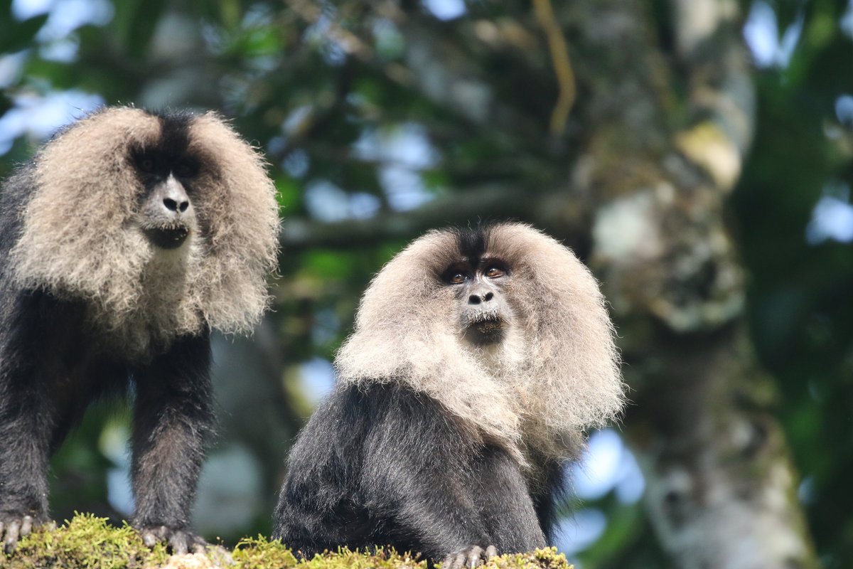 Máster Primatología (@primatologia) on Twitter photo 🌿🔬 ¿Te interesa la conservación de los primates? Te preparamos para enfrentarte a los desafíos más importantes en este campo. 🌟🦧 <a href="/fundacioudg/">Fundació Universitat de Girona</a>
📷Macaca silenus by Manuel Ruedi (CC BY-NC) 🌿🔬 ¿Te interesa la conservación de los primates? Te preparamos para enfrentarte a los desafíos más importantes en este campo. 🌟🦧 <a href="/fundacioudg/">Fundació Universitat de Girona</a>
📷Macaca silenus by Manuel Ruedi (CC BY-NC)