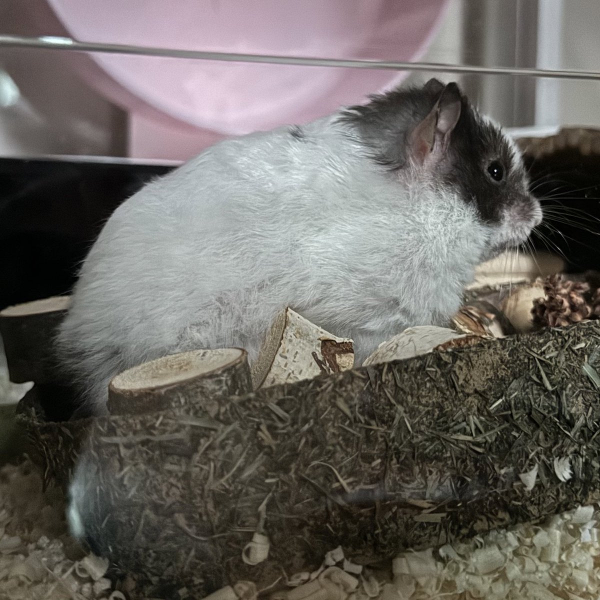 토끼다!