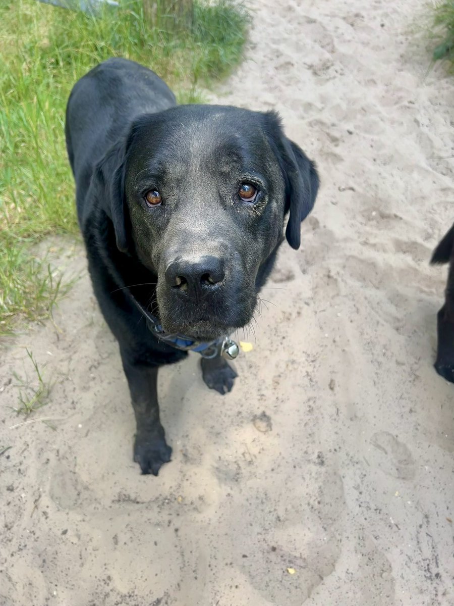 olive_blacklab's tweet image. Jim enjoying a sandy woggle this morning #feelsgood #sandyeverywhere #happyboy #labrador 💙