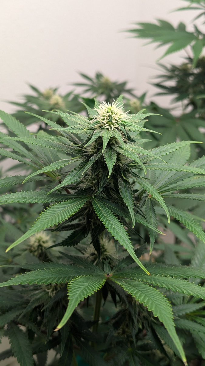 IGROWmids710's tweet photo. Happy 4th EVERYBODY! #RoyalSkywalker #Day26 of flower
#MakeAmericaGROWagain π #growyourown #HomeGrown https://t.co/MxHumbMxZc
