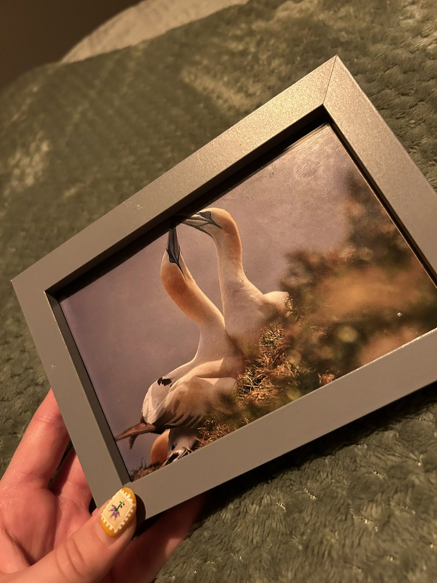 aip_photographs's tweet image. New in now!!! 🪵🌳🦆✨🪻🌿🦔🍃🦊🌼🦅🐝🌻 
All framed photos pictured are £5. 
Message me to order yours now. 
#wildlife #nature #framedphotos #outdoors #britishwildlife #yorkshire @Natures_Voice @WoodlandTrust @WildlifeTrusts @CanalRiverTrust @YorkshireWater