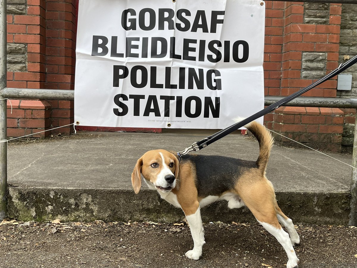 rhyscymru's tweet photo. @VotingDogs Macsen has voted https://t.co/BCxlNivsXM